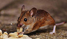 24 Hour & Emergency Exterminators in Pinehurst, NC